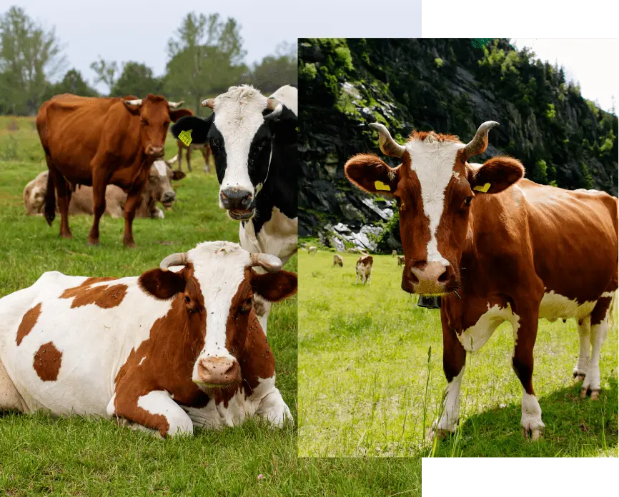 colostrum